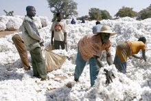 Tackling Burkina Faso's Cotton Crisis 